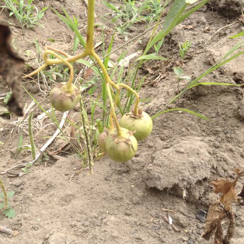 File:Sorkum Fruit.jpg