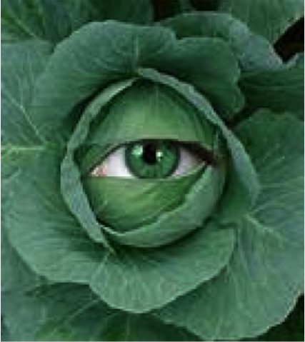 File:Cabbage.png