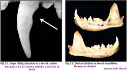 Dientes16.jpg