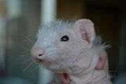 Nellie2.jpg