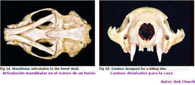 Dientes18.jpg