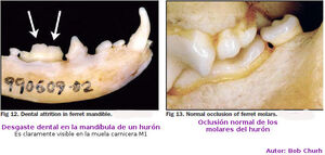 Dientes17.jpg