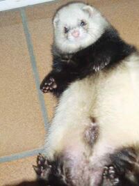 Thumb peluche .jpg