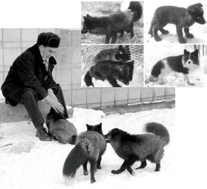 Belyaev foxes