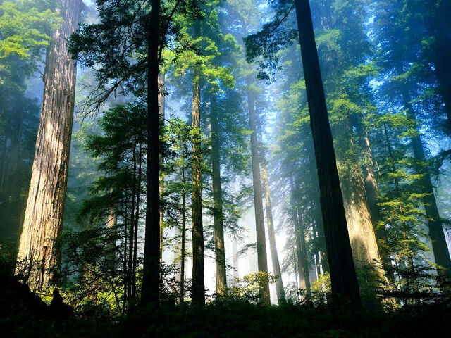 File:Woods.jpg