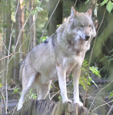 File:Grey wolf.jpg