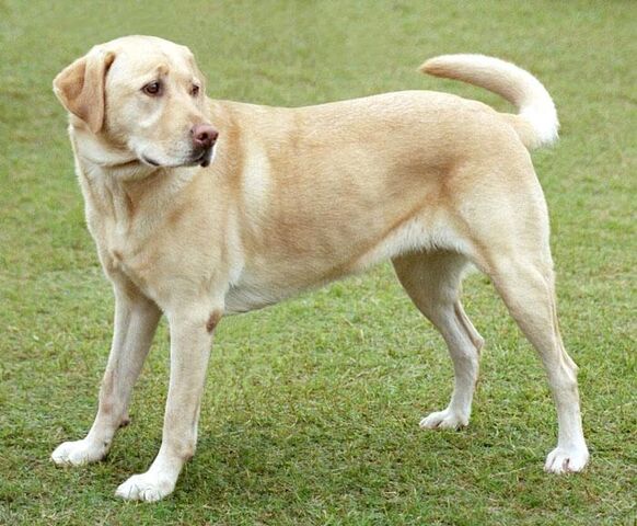 File:Golden Retriever.jpg