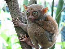 File:220px-Bohol Tarsier.jpg