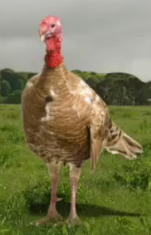 File:Turkey for thanksgiving.png