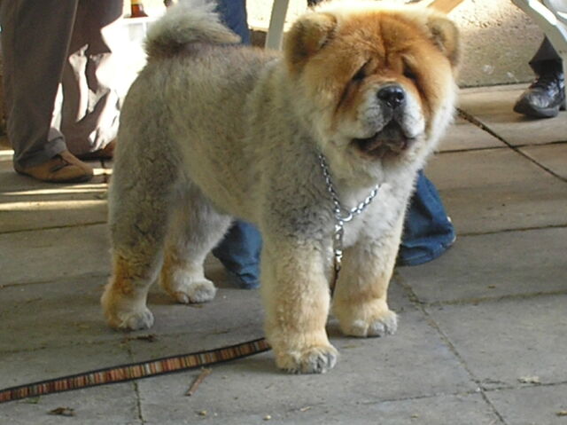 Fichier:Cute ass chow chow at the seattle.rb bbq-8175.jpg