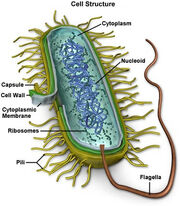 Mycoplasma-9990 0