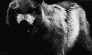 Wolf.gif
