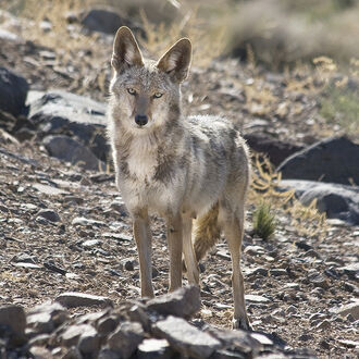 Mama Coyote