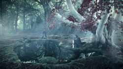 Winterfell Godswood.jpg