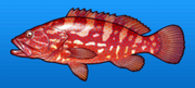 Hong kong grouper