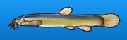 Mudfish