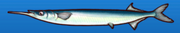 Needlefish