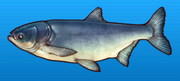 Bighead carp