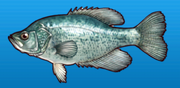 Crappie