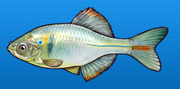 Rhodeus uyekii