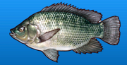 Tilapia