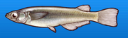 Ricefish