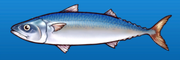 Mackerel