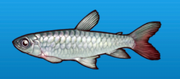 Pink tail characin