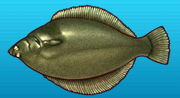 Flounder