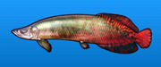 Pirarucu