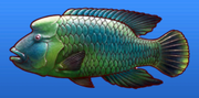 Napoleon fish