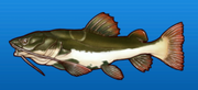 Redtail catfish