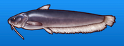Catfish
