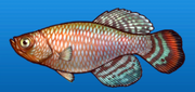 Bluefin notho