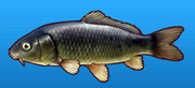 Carp