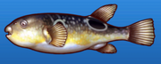 Pufferfish