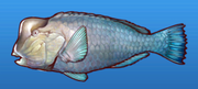 Buffalo fish