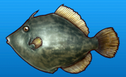 File fish