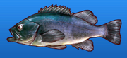 Black sea bass