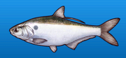 Gizzard shad