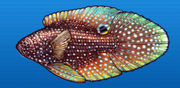 Marine betta