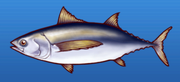 Albacore