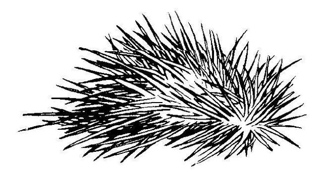File:HorlChoo.jpg