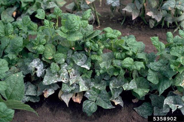 File:French Bean Powdery Mildew.jpg