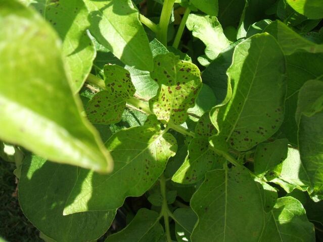 File:Not Potato Blight 2.jpg