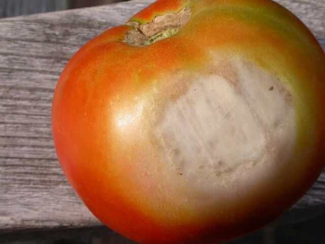 File:Tomato Sun Scald.jpg