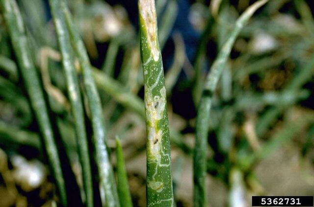 File:Onion Leaf Miner.jpg