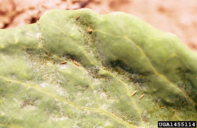 File:Cabbage Thrips.jpg