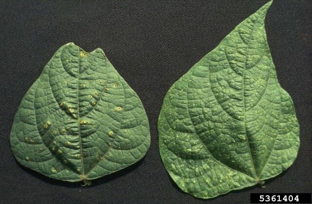 File:Bean Rust.jpg