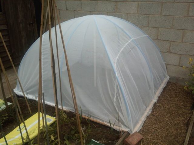 File:Brassica netting.jpg